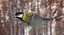 Great Tit (Animated)