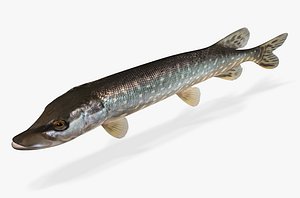 maya esox lucius northern pike