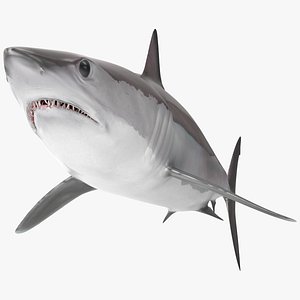Shortfin Mako or Isurus Oxyrinchus Shark