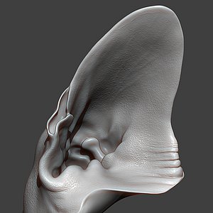 3D Cat Ear Highpoly Sculpt