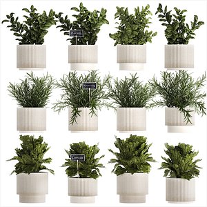 Kitchen Garden Pot Vegetables Basil Herbs Rosemary 1431 3D