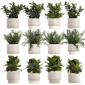 Kitchen Garden Pot Vegetables Basil Herbs Rosemary 1431