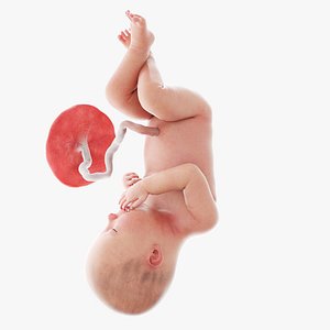 Fetus Week 36 Animated 3D model