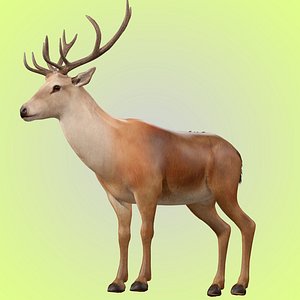 Deer Rigged 3D model