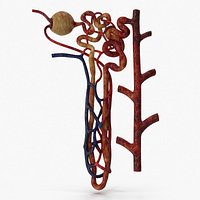 Kidney Nephron Unhealthy  Damaged structure