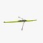 single rowing sculls c4d