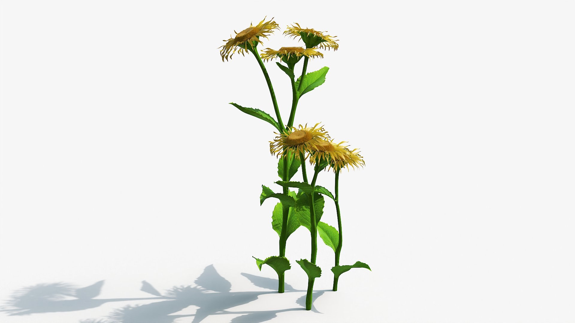 Inula Plant 3D Model - TurboSquid 2326895