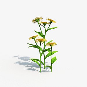 Inula Plant