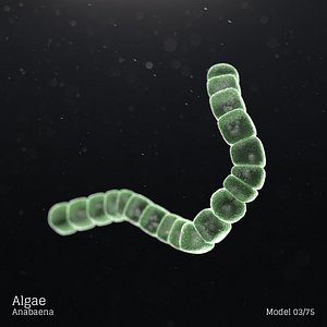 Algae - Anabaena