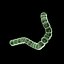 Algae - Anabaena