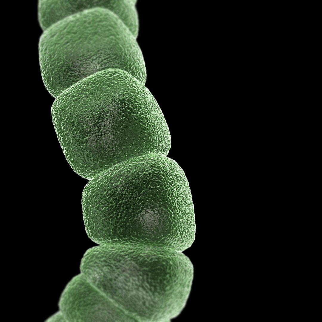 3D Microbes Micro Organisms - TurboSquid 1626086