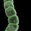 Algae - Anabaena