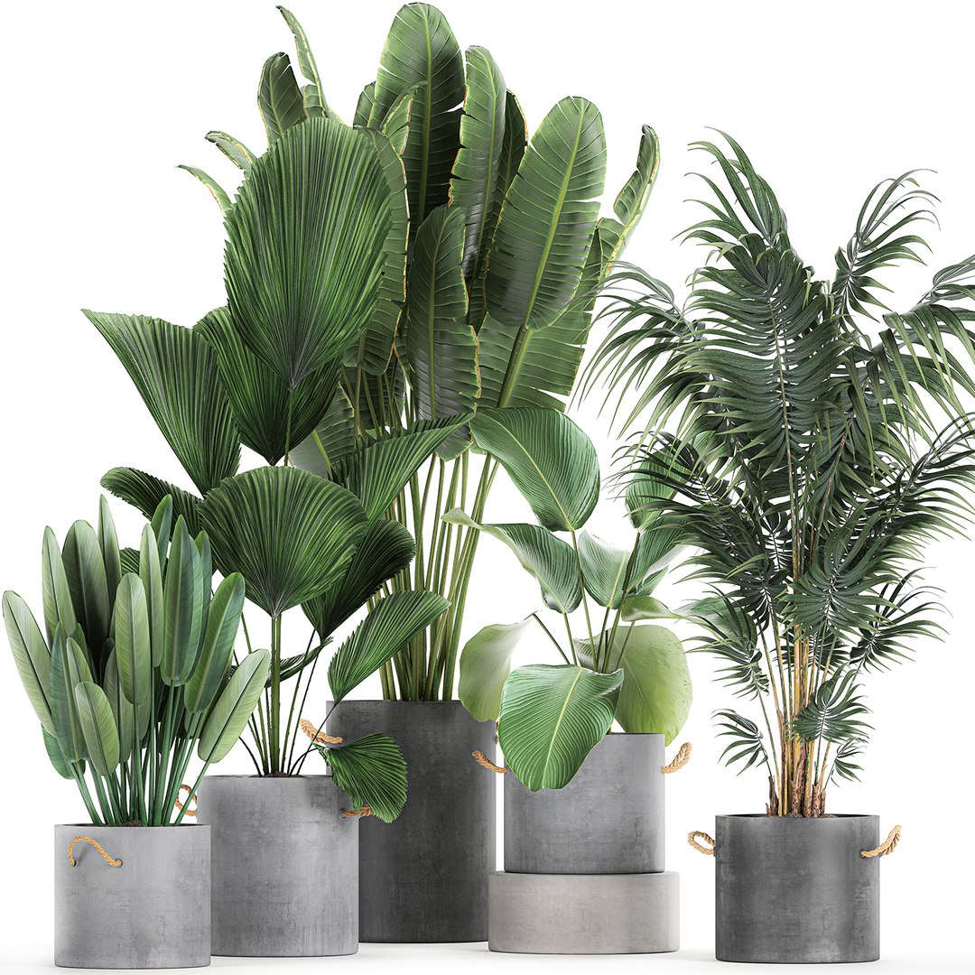 3D Plants Interior Houseplants - TurboSquid 1635497