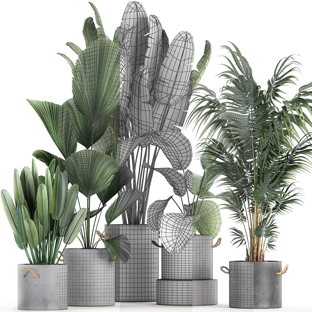 3D Plants Interior Houseplants - TurboSquid 1635497