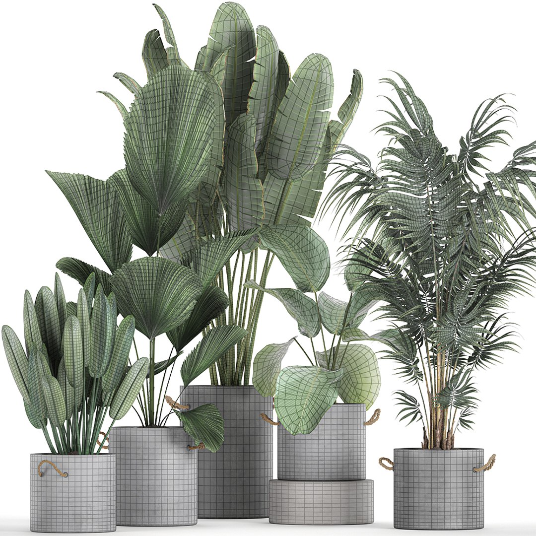 3D Plants Interior Houseplants - TurboSquid 1635497