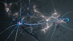 Neural Network