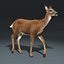White Tailed Doe(FUR)(ANIMATED)