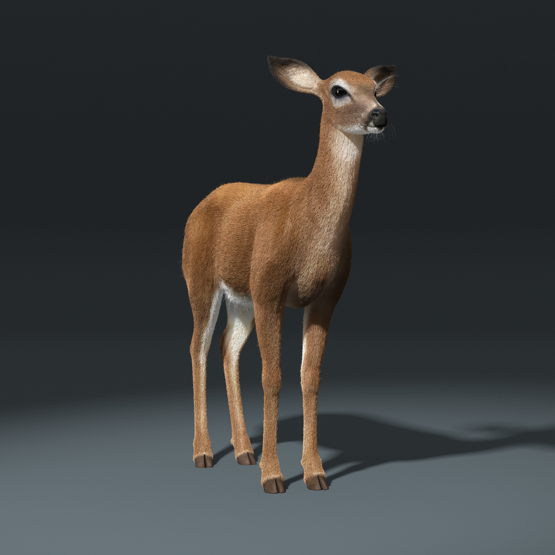 white tailed doe fur max https://p.turbosquid.com/ts-thumb/Ds/w2KYcU/ZQBXIysK/doe_fur_turn1.jpg20f7c099558d493188621b872103adb2zoom/jpg/1424115440/1920x1080/turn_fit_q99/241fcebb53e4ddacc297bee5be340fd2017919cb/doe_fur_turn1.jpg20f7c099558d493188621b872103adb2zoom-1.jpg