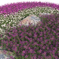 Phlox