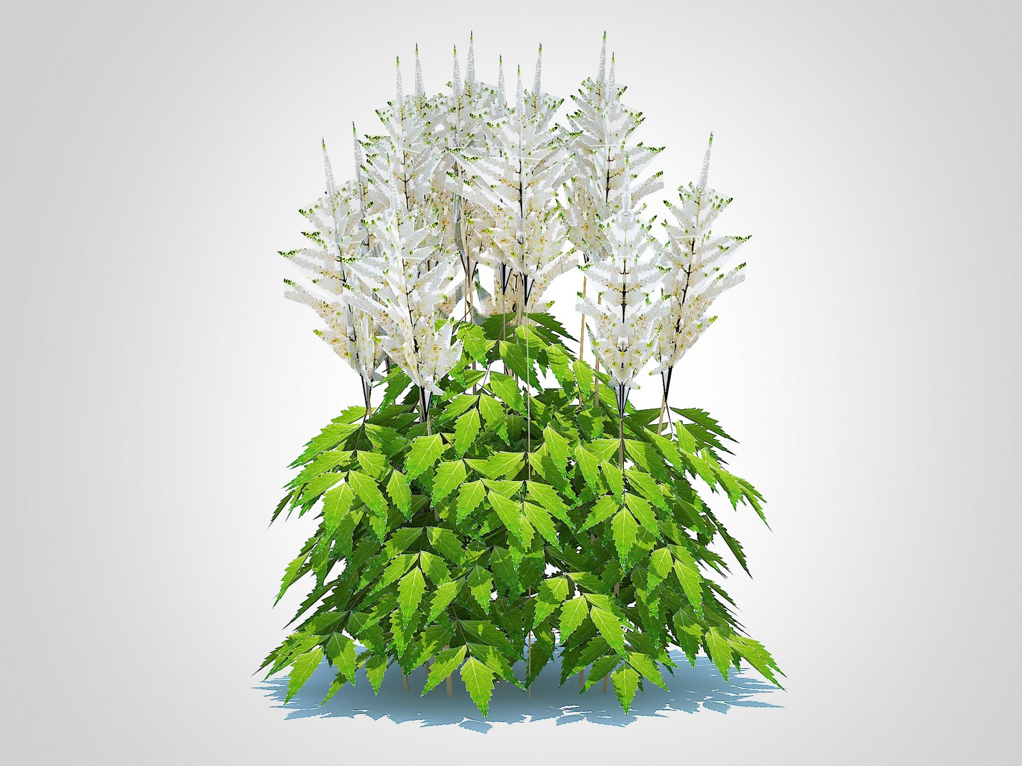 3D Astilbe-white model https://p.turbosquid.com/ts-thumb/Dt/1hTOEn/Ew/3/jpg/1724912163/1920x1080/fit_q87/e3dcf7b74657b6cfcbeb10de3307016d8cbe2a4e/3.jpg