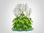 Astilbe-blanc