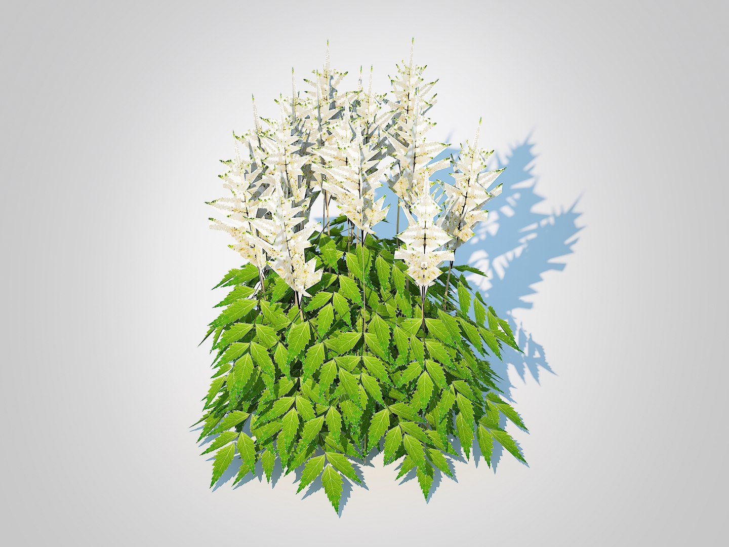 3D Astilbe-white model https://p.turbosquid.com/ts-thumb/Dt/1hTOEn/VG/4/jpg/1724912169/1920x1080/fit_q87/6948979afb570c515b85f3ddfef55af651b46ed9/4.jpg