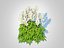 Astilbe-blanc
