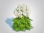 Astilbe-blanc