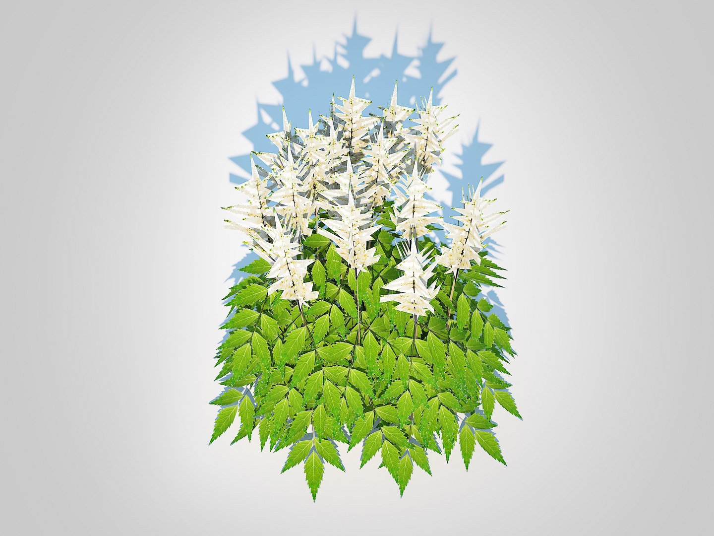 3D Astilbe-white model https://p.turbosquid.com/ts-thumb/Dt/1hTOEn/bt/5/jpg/1724912170/1920x1080/fit_q87/22ffae3ebb3c0e0cf8ca458d4e4309a9ee1457ac/5.jpg