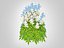 Astilbe-blanc