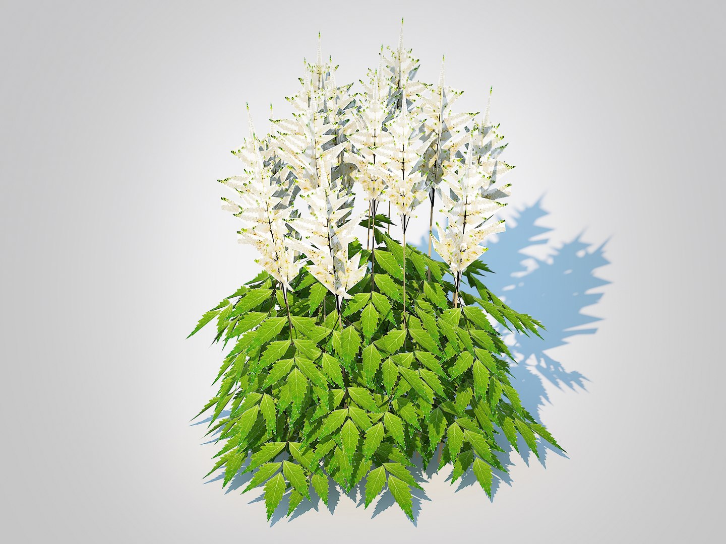3D Astilbe-white model https://p.turbosquid.com/ts-thumb/Dt/1hTOEn/uT/1/jpg/1724912163/1920x1080/fit_q87/b0d47d427bd7ce66bd1d4b779cdf19aefc73bd86/1.jpg