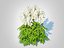 Astilbe-blanc