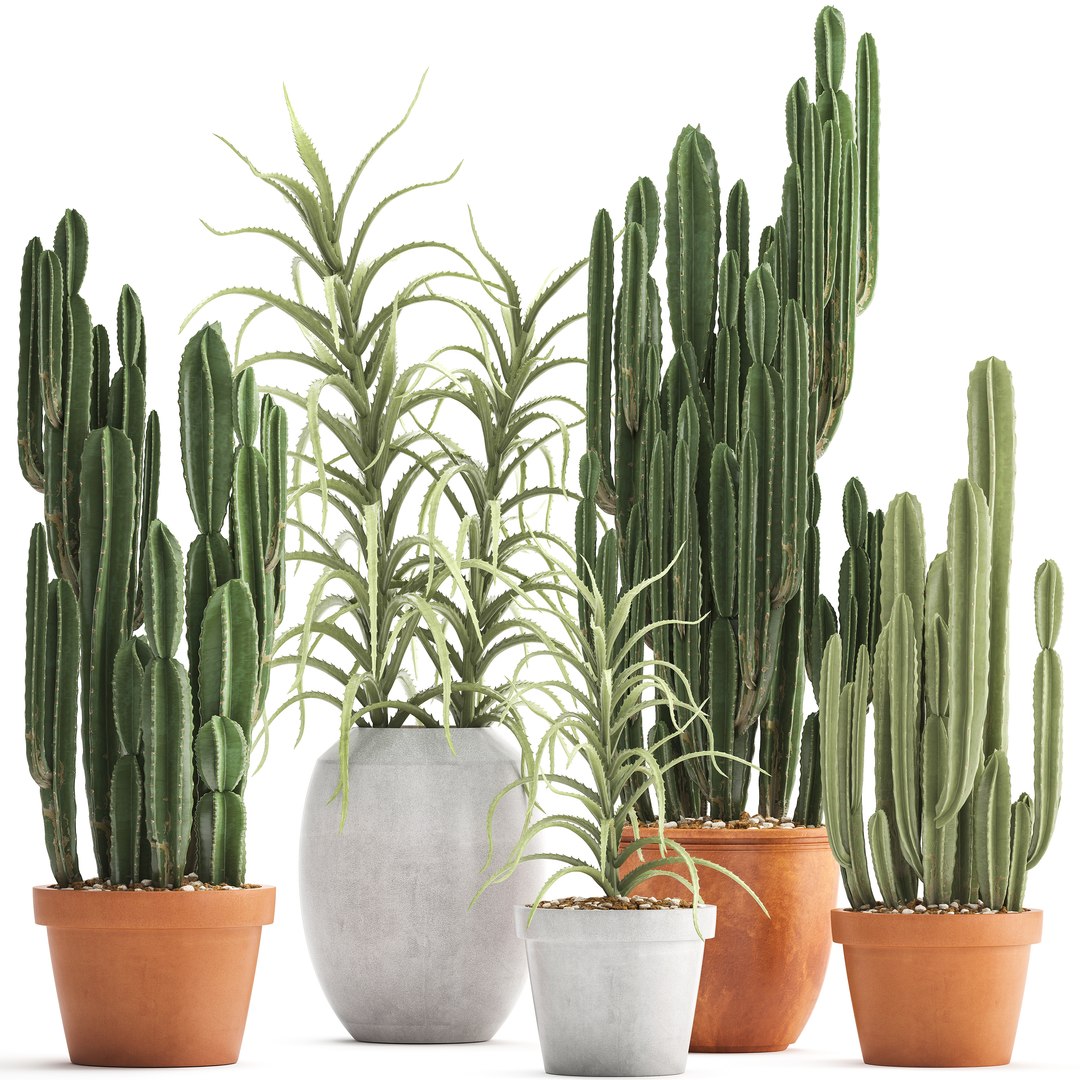 Ornamental Plants Exotic Cactus 3D Model - TurboSquid 1395787
