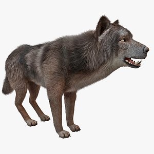 max wolf animal fur