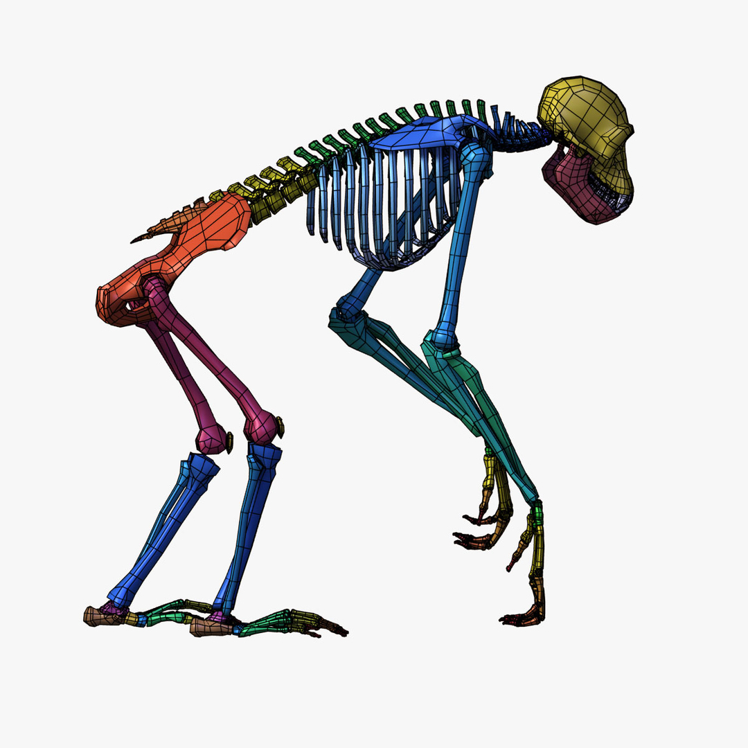 Max Chimp Skeleton Bones