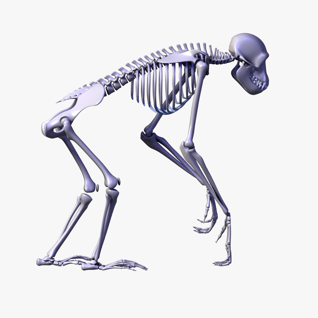 Max Chimp Skeleton Bones