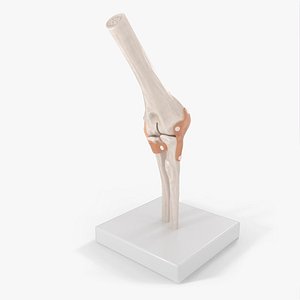 Elbow Joint 3D model