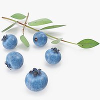 Blueberry