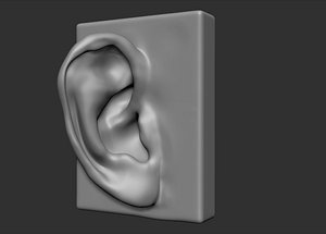 3d model of head parts ear