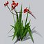 Crocosmia Lucifer