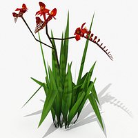 Crocosmia Lucifer