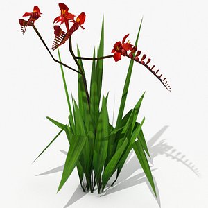 Crocosmia Lucifer