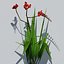 Crocosmia Lucifer