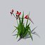 Crocosmia Lucifer