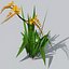 Crocosmia Lucifer