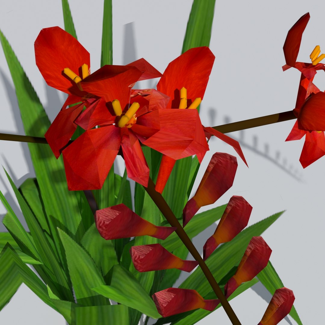 crocosmia lucifer flowers 3d obj https://p.turbosquid.com/ts-thumb/Dt/RX3gj4/eEK8UzWF/crocosmia3/jpg/1489616212/1920x1080/fit_q87/d80caf6a599ad0588d8a8542c4a710d4d9b11f80/crocosmia3.jpg