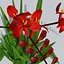 Crocosmia Lucifer