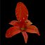 Crocosmia Lucifer