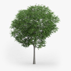 austrian oak 6 6m 3d obj