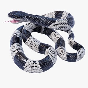 Animated Malayan Krait